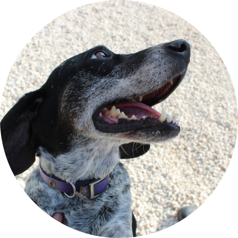 Adoption Application form Animal Rescue Cyprus