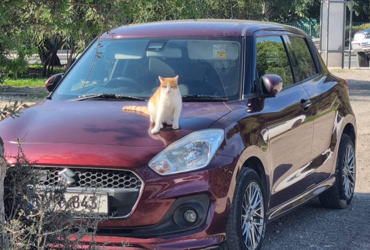 The ARC Vision Animal Rescue Cyprus