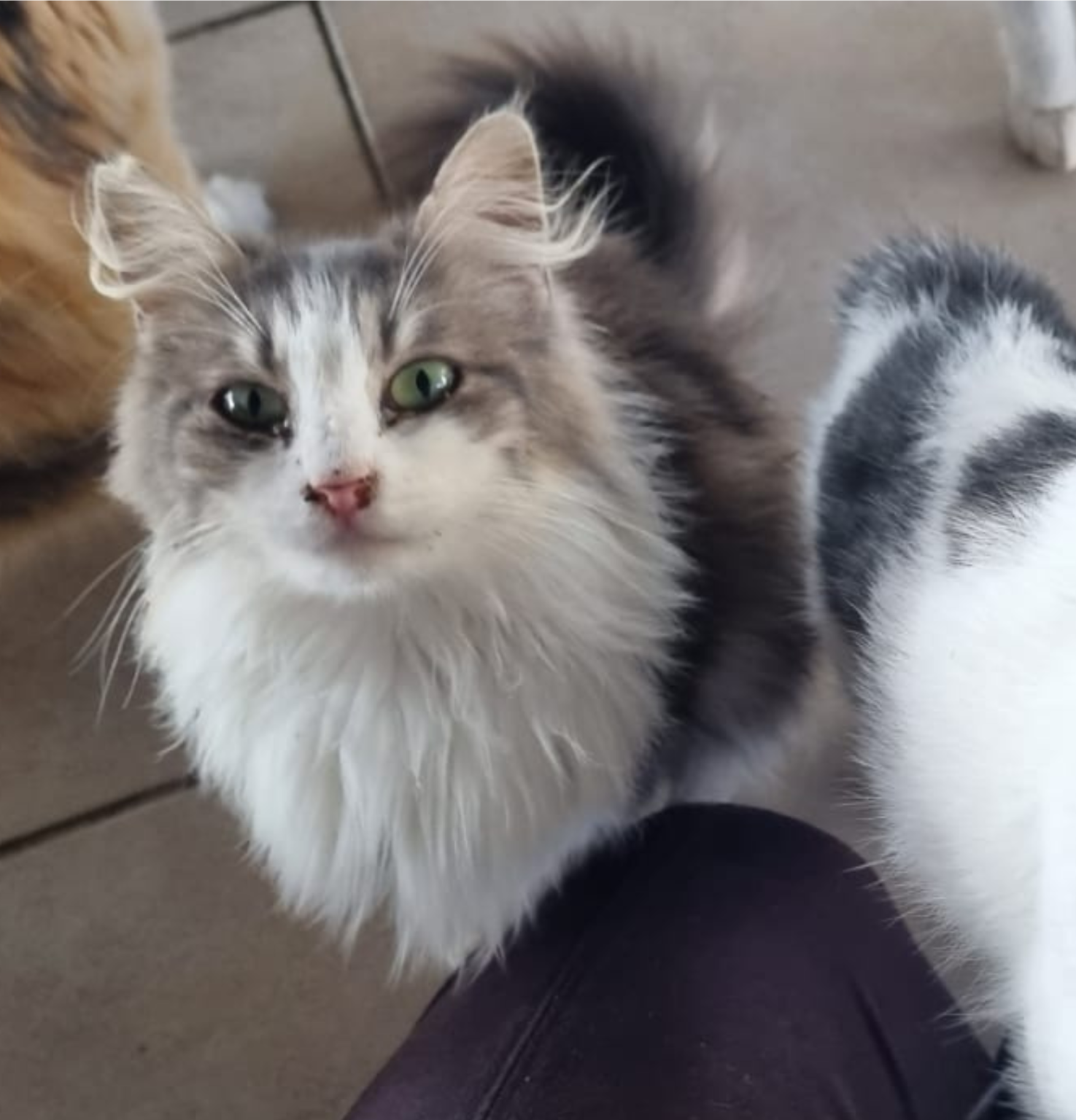 Volunteer Animal Rescue Cyprus