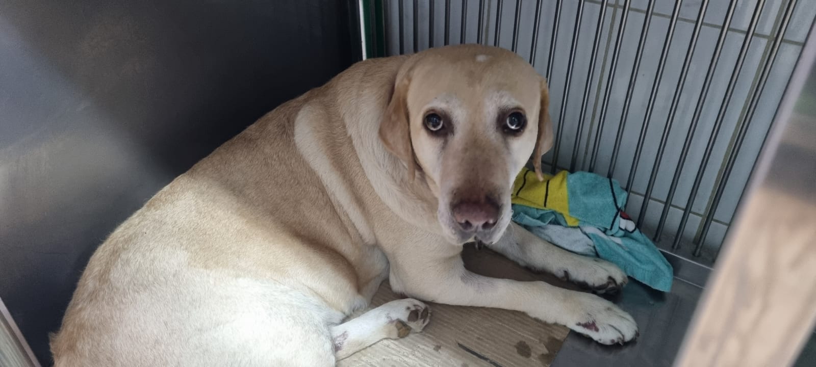 The Climate for Animal Welfare in Cyprus is Changing Animal Rescue Cyprus